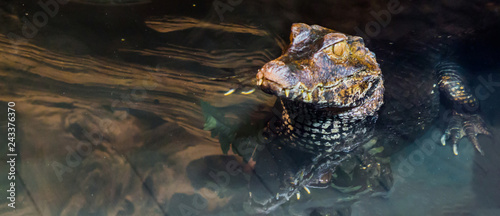 closeup of a juvenile dwarf caiman crocodile laying in the water, tropical alligator from America photo