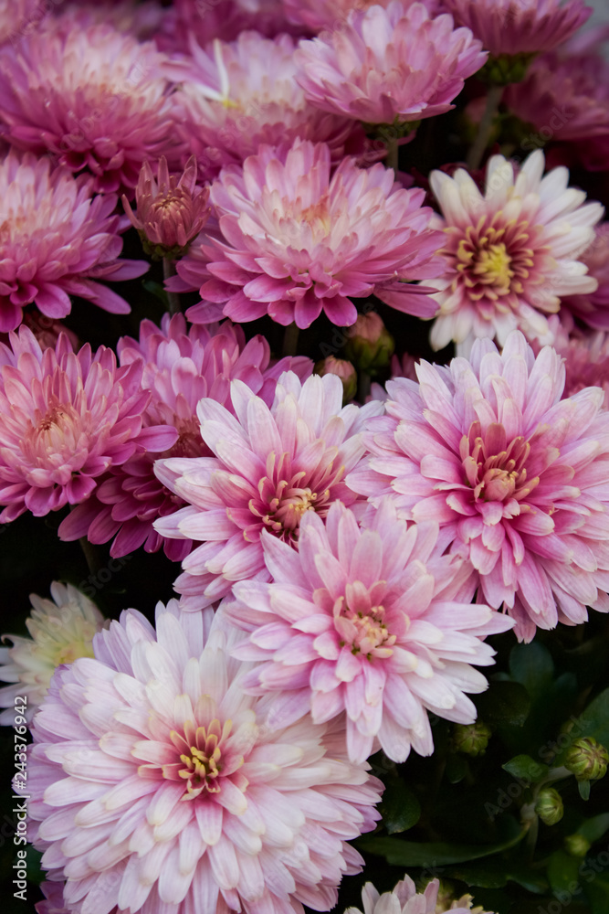 Blume Arangement Chrysantheme in weiß und rosa Niemand Blume Arangement Chrysantheme in weiß und rosa Niemand