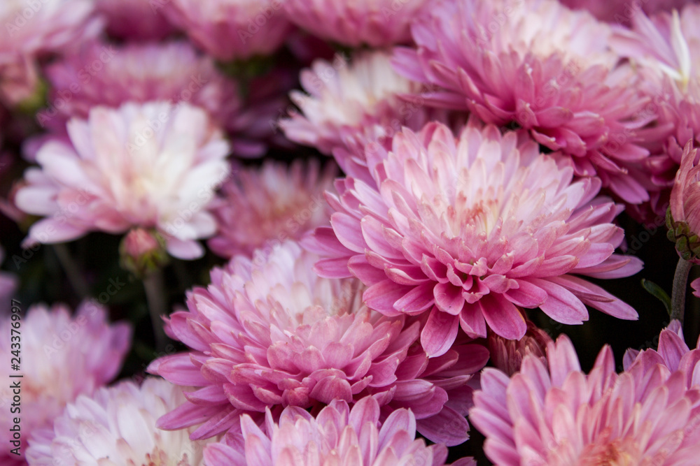 Blume Strauß Ansammlung gebunden in rosa und weiß Blume Strauß Ansammlung gebunden in rosa und weiß