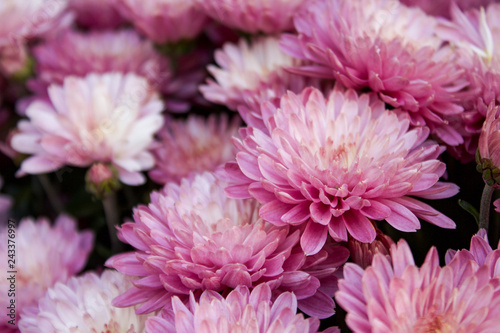 Blume Strauß Ansammlung gebunden in rosa und weiß