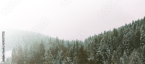 Forested mountain slope in low lying couds