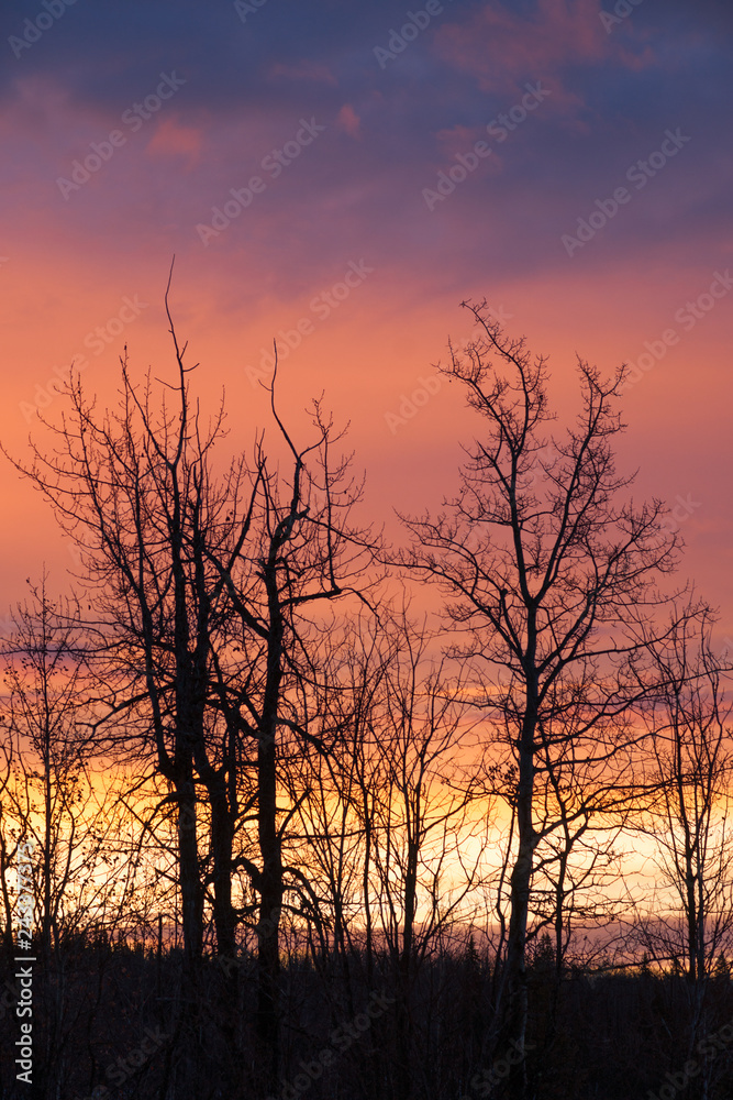 Tree Silhouette - Morning Sky