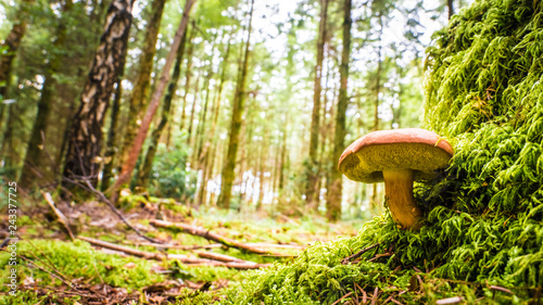 An edible boletus mushroom is growing on moos with the forest in the background. Marco magical world of plants and mushrooms. Mushrooms in the UK. Photos with selective focus.