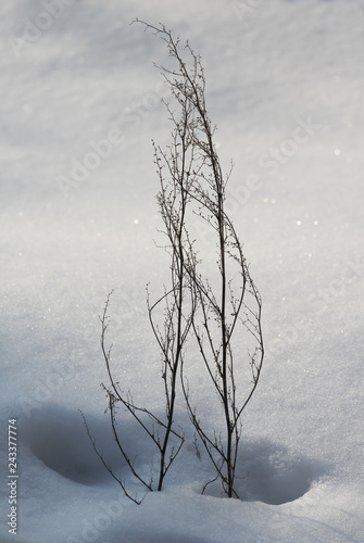 Gras durch den Schnee gewachsen Niemand photo