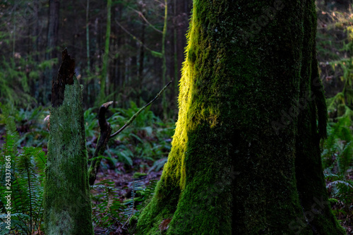 moss covered tree in forest