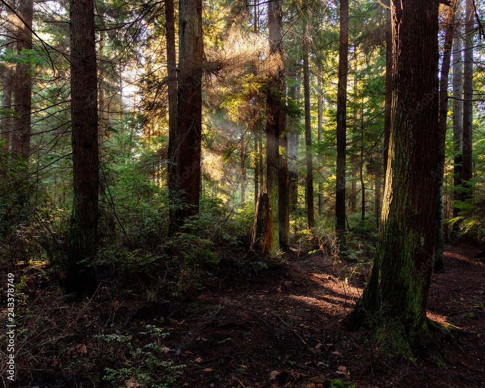 forest in autumn