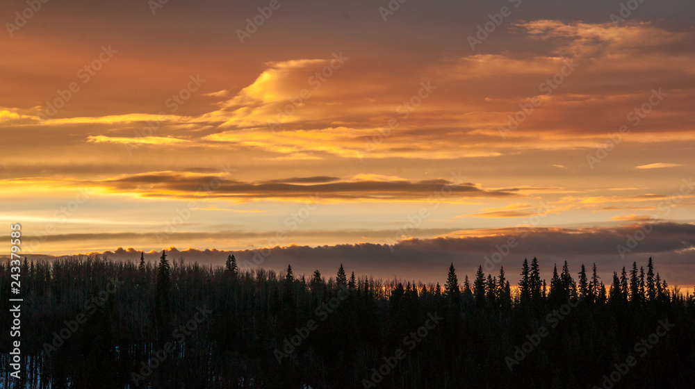 Boreal Morning Skyline - Canadian Forests