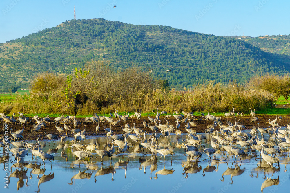 Common Crane birds in the Agamon Hula bird refuge