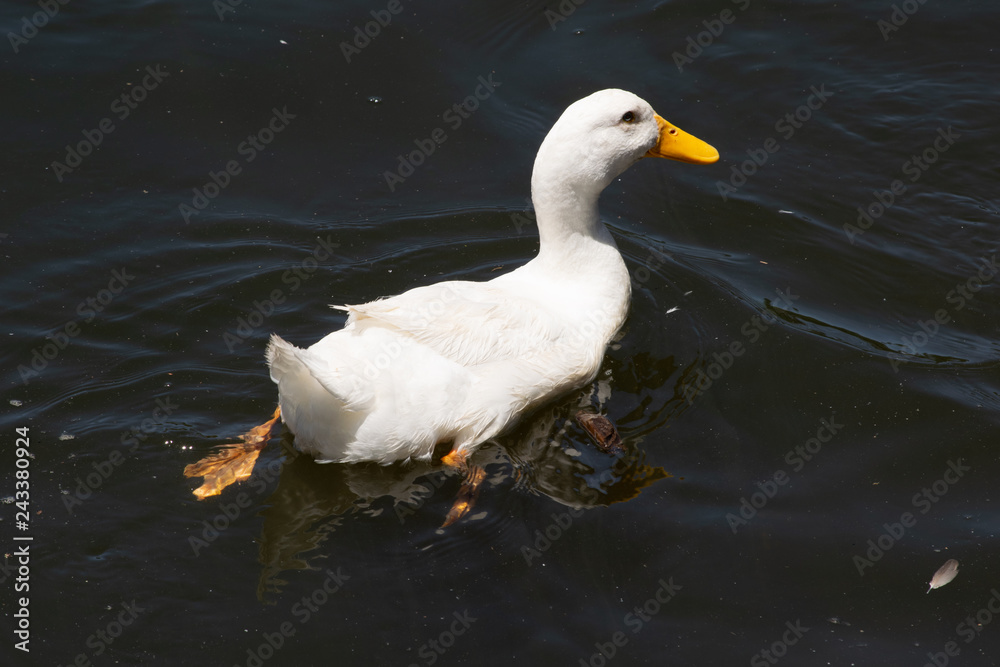 Goose swimming at Lake Alexandra