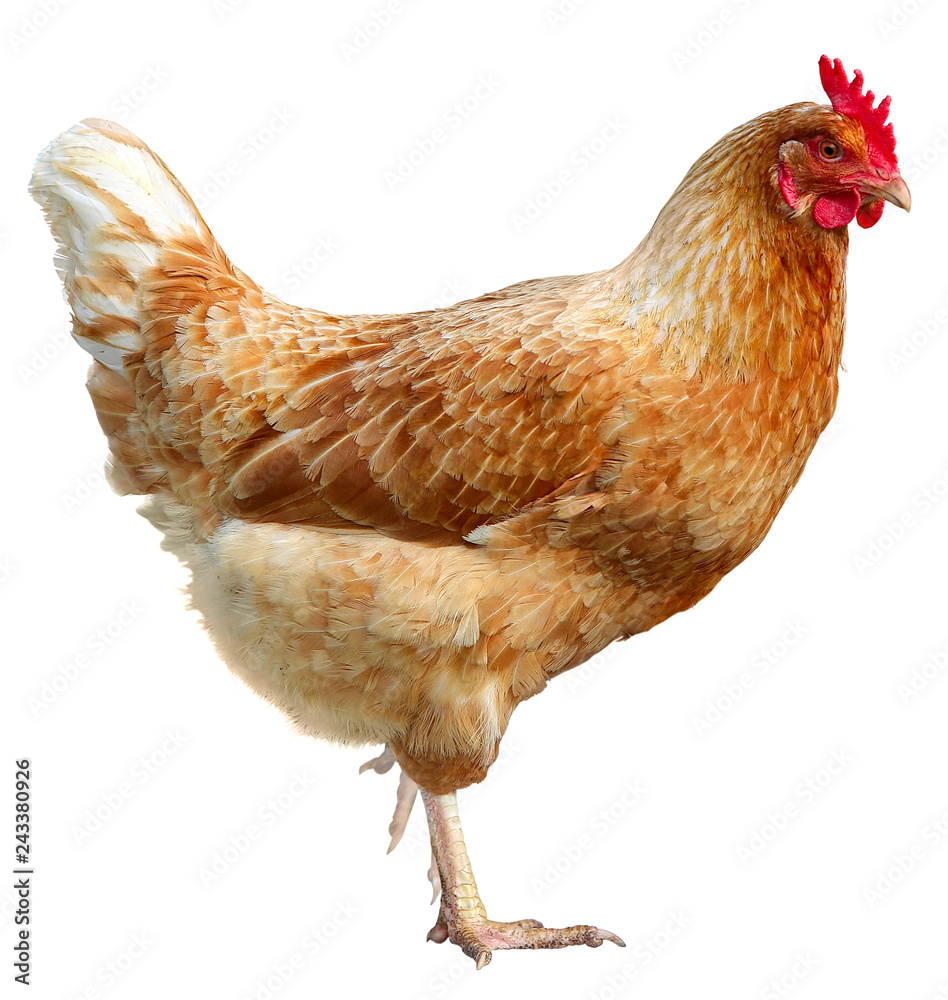 Fototapeta premium Beautiful Brown hen isolated on white background.