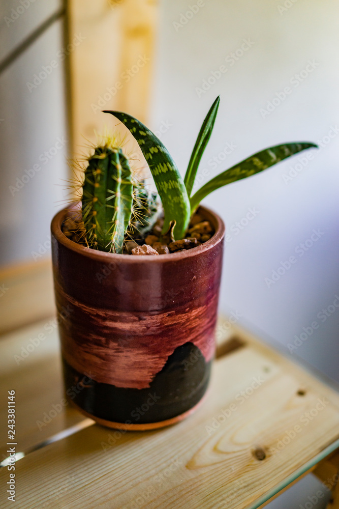 green cactus houseplant display green cactus houseplant display