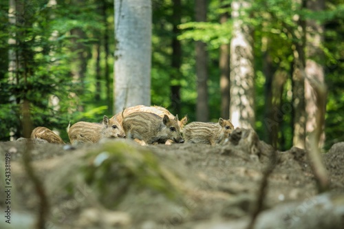 A bunch of brown and yellow striped wild boar piglets in a forest, green trees in background, blurry brown foreground, sunny summer day in nature reserve in Bavaria, Germany