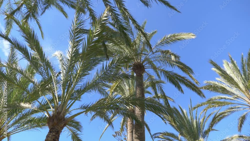 Beautiful palm trees in 4K slow motion 60fps Beautiful palm trees in 4K slow motion 60fps