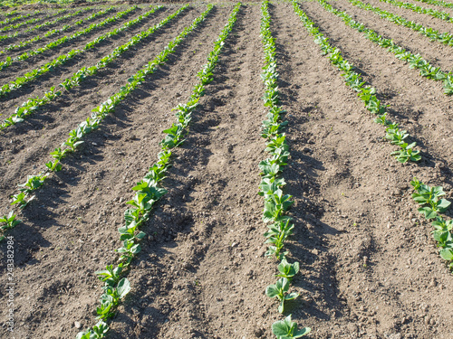 young plants in rows  in a organic cultivated field