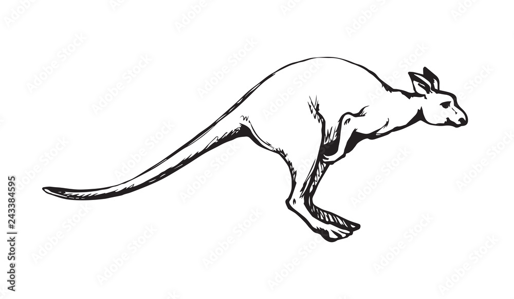 Obraz premium Kangaroo. Vector drawing
