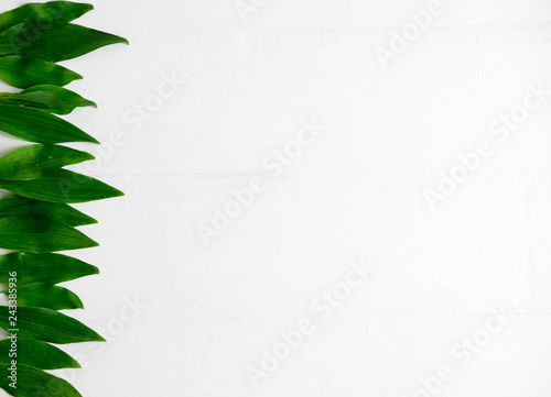 Frame for a banner with natural leaves. Background with leaves for design. Photo of natural leaves with space for copispeys. View from above