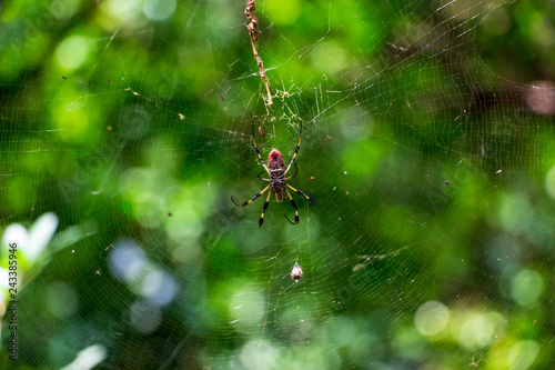 Golden Silk Orb-weaver spider (Trichonephila clavipes) in web - Long Key Natural Area, Davie, Florida, USA