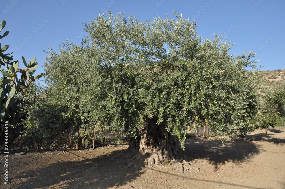 The beautiful Olive in farmland