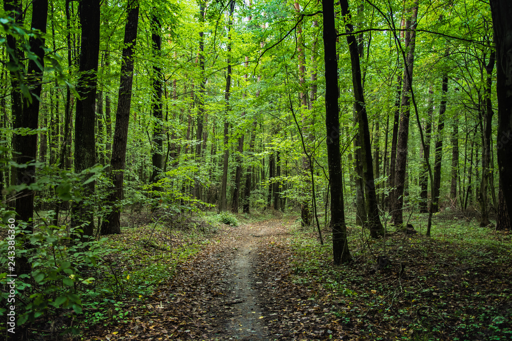 Path through deciduous forest and fallen brown leaves Path through deciduous forest and fallen brown leaves