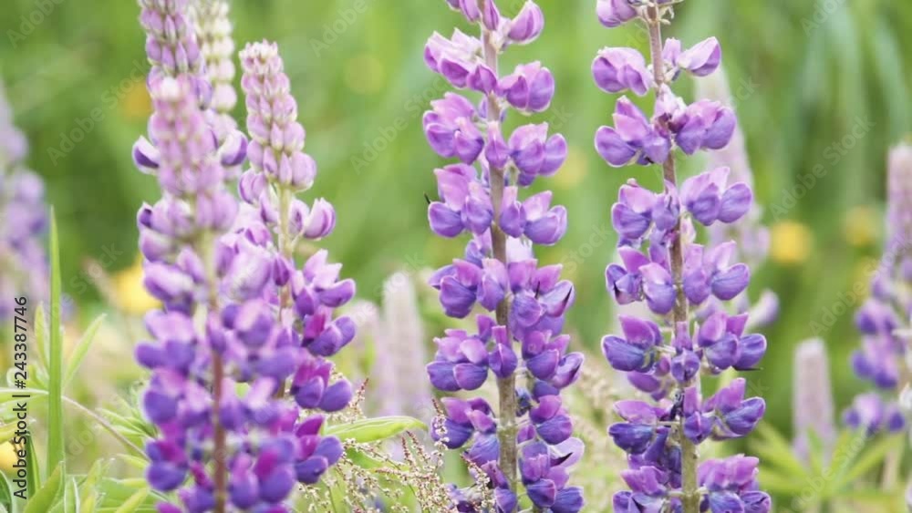 Lavender flower moving with serene wind of the spring Lavender flower moving with serene wind of the spring