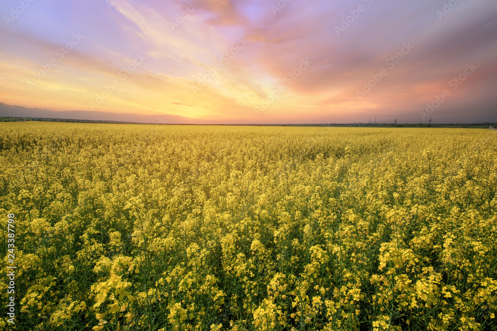 canola field rapeseed plant / sunset time photon image mid-summer canola field rapeseed plant / sunset time photon image mid-summer