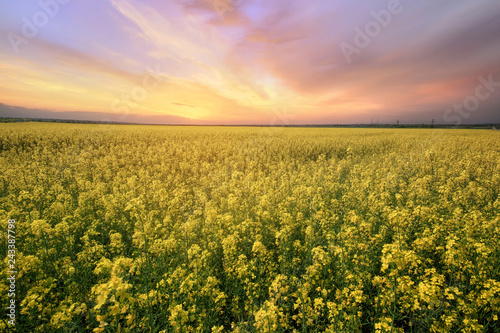 canola field rapeseed plant / sunset time photon image mid-summer