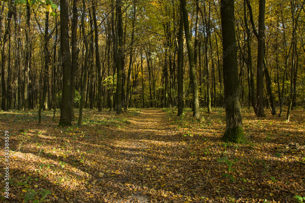 Alley through an autumn forest Alley through an autumn forest