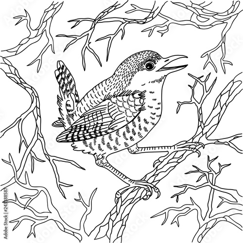 Wren on branches black and white vector illustration engraving 