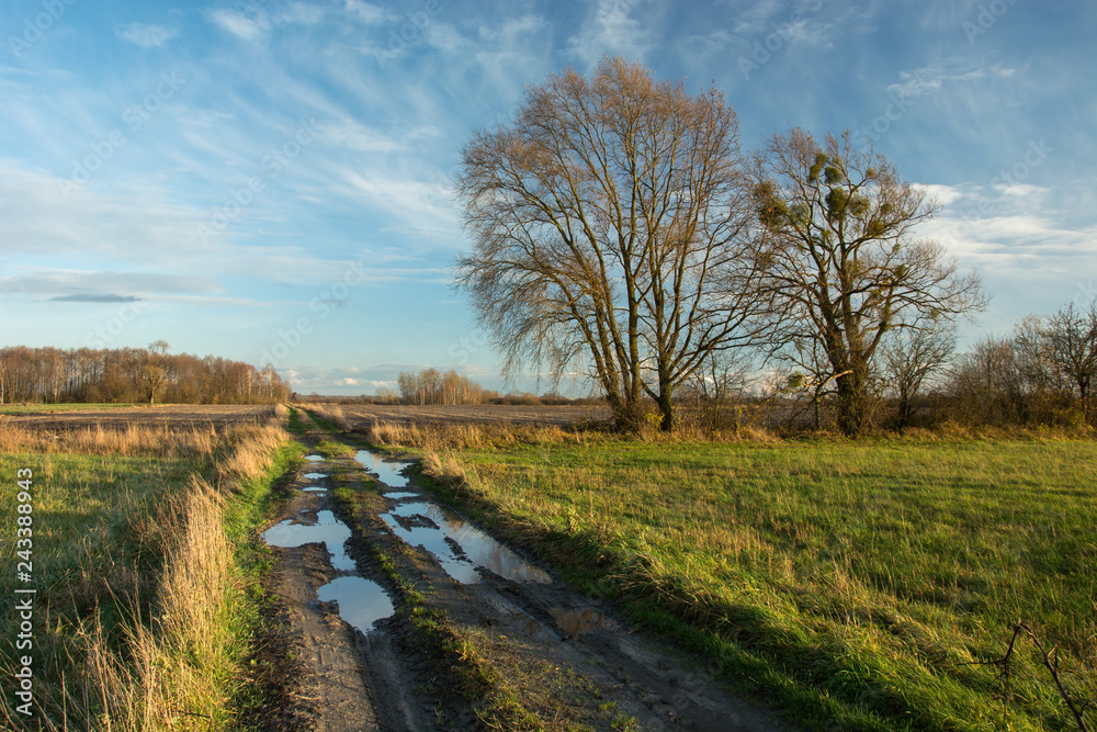 Puddles on a dirt road through fields, tall trees without leaves and clouds on a blue sky Puddles on a dirt road through fields, tall trees without leaves and clouds on a blue sky