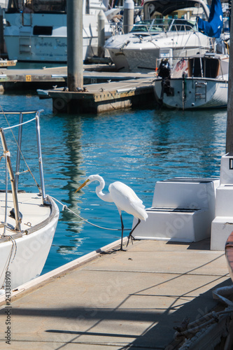 Beautiful white egret on the edge of a dock in a marina near a boat
