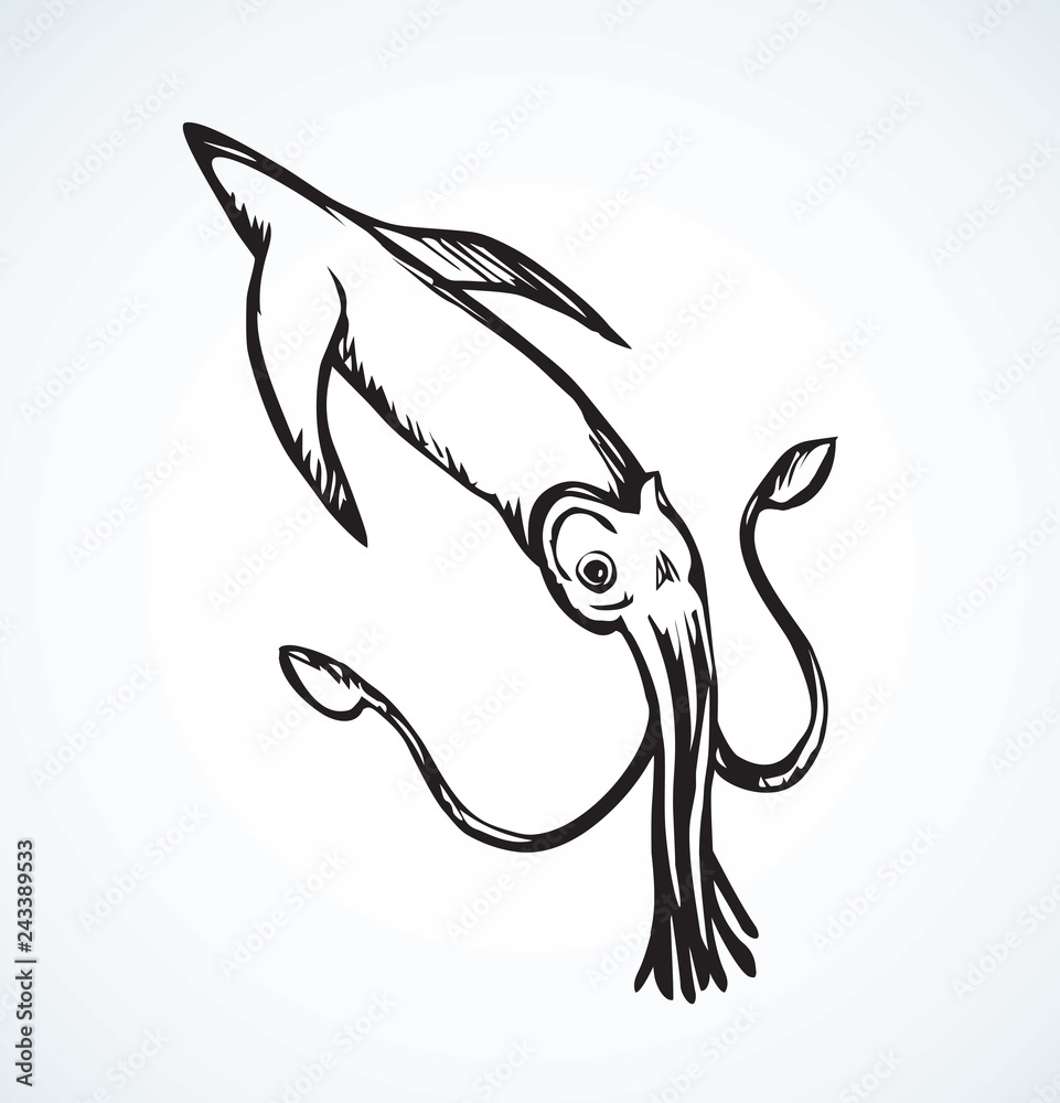 Fototapeta premium Squid. Vector drawing