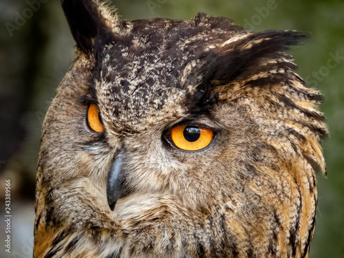 closeup of eagle owl with orange eyes