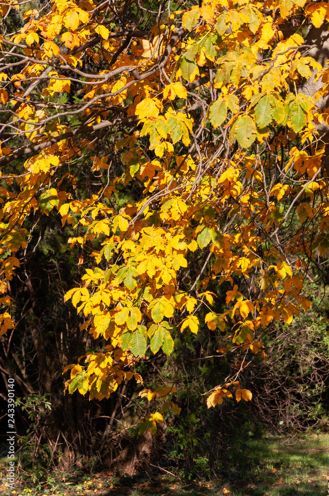 Baum im Herbst, Park II Baum im Herbst, Park II