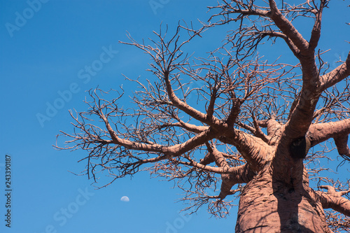 Sky and tree