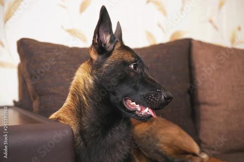 The portrait of a young Belgian Shepherd dog Malinois with a black mask lying indoors on a brown couch with pillows