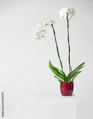 white orchid flower