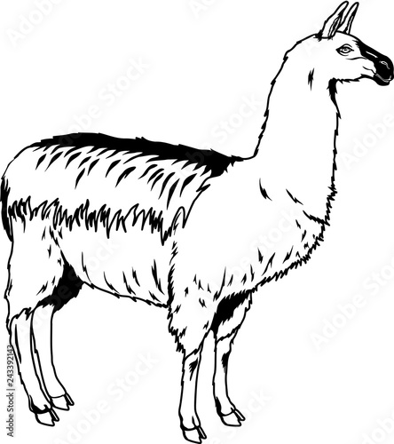 Llama Vector Illustration