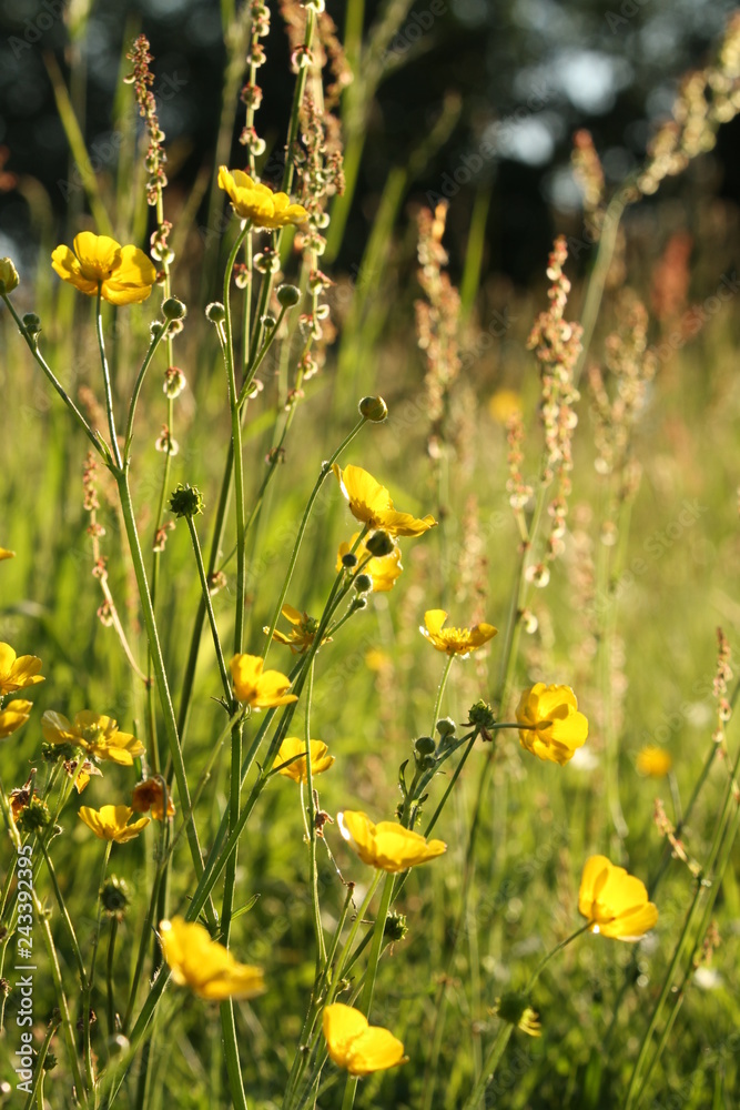 Obraz premium yellow flowers in field