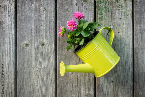 Fototapeta Naklejka Na Ścianę i Meble -  Hanging watering can with pink Dahlia flower on old wooden wall of garden shed. Copy space for text.