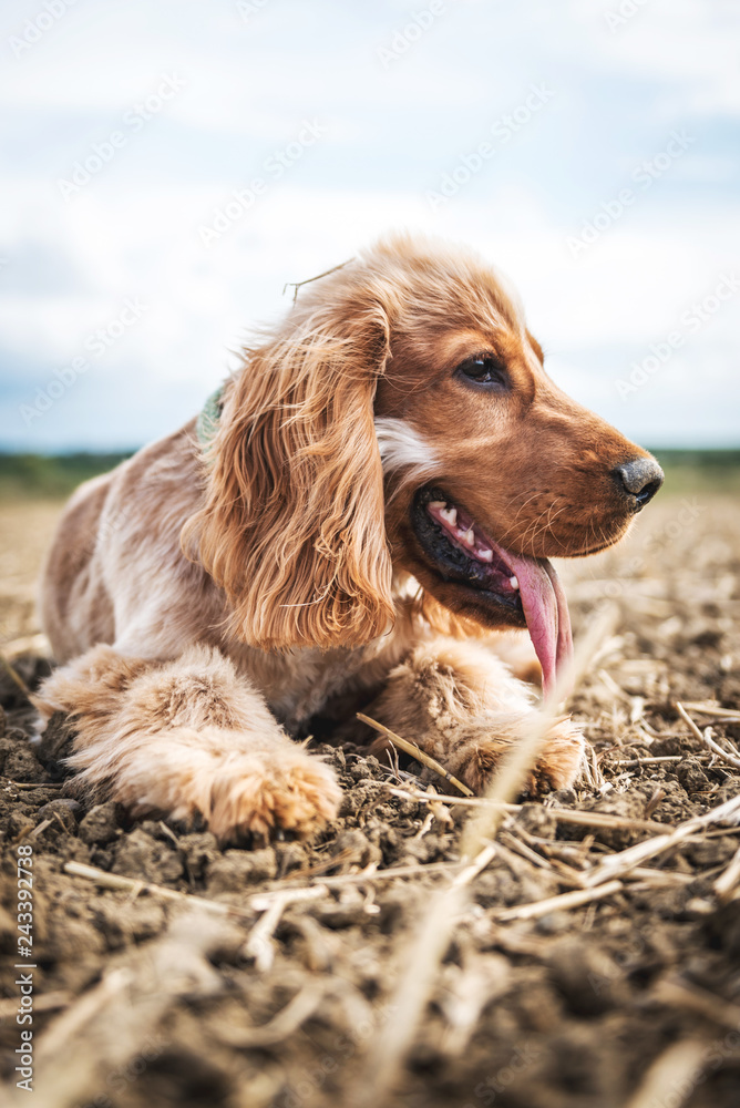 Cocker Spaniel In a field playing Cocker Spaniel In a field playing
