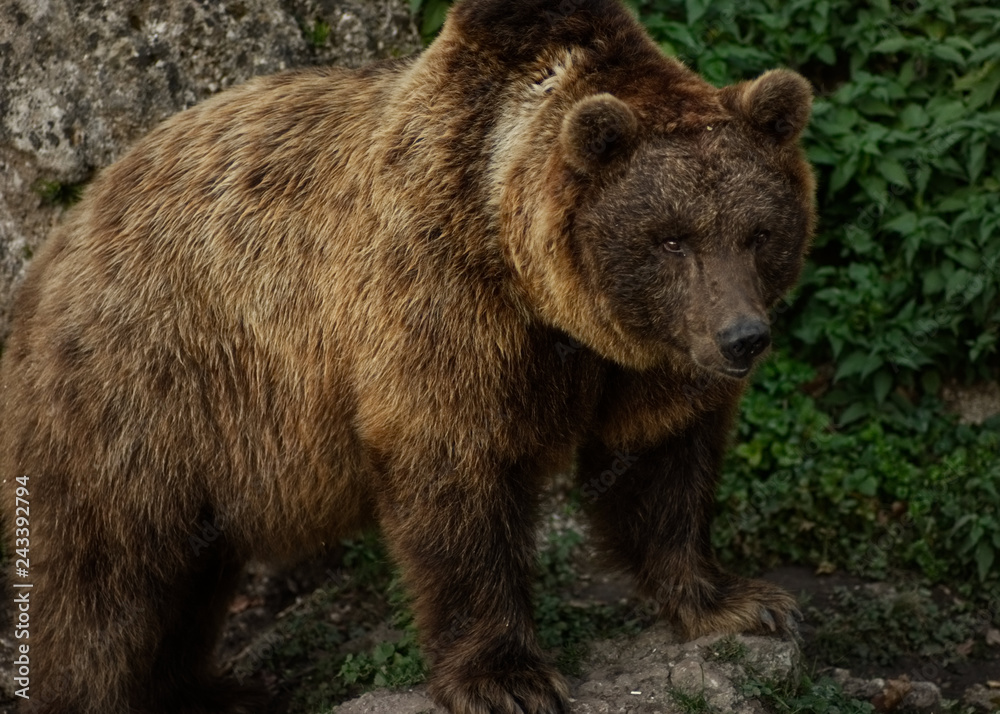 A female grizzly bear standing on some stones A female grizzly bear standing on some stones