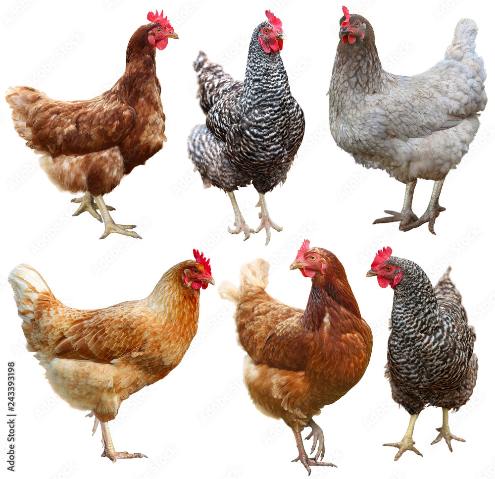 Fototapeta premium Set of chicken isolated on white background