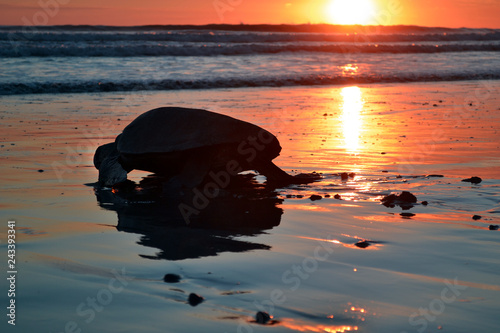 Tortuga marina llegando al mar