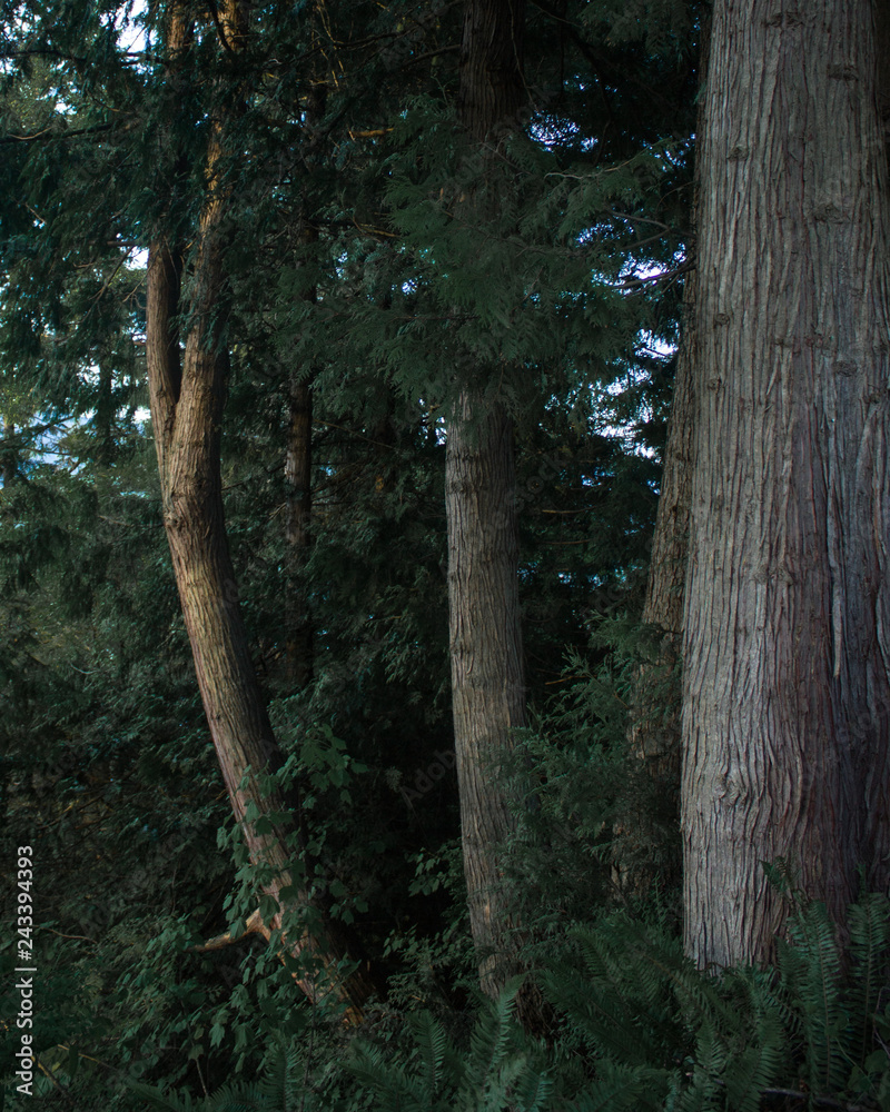 Trees in the woods Trees in the woods
