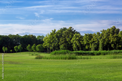 Fotografie the landscape of hilly glade in the background reeds and tall deciduous trees and a blue sky with clouds