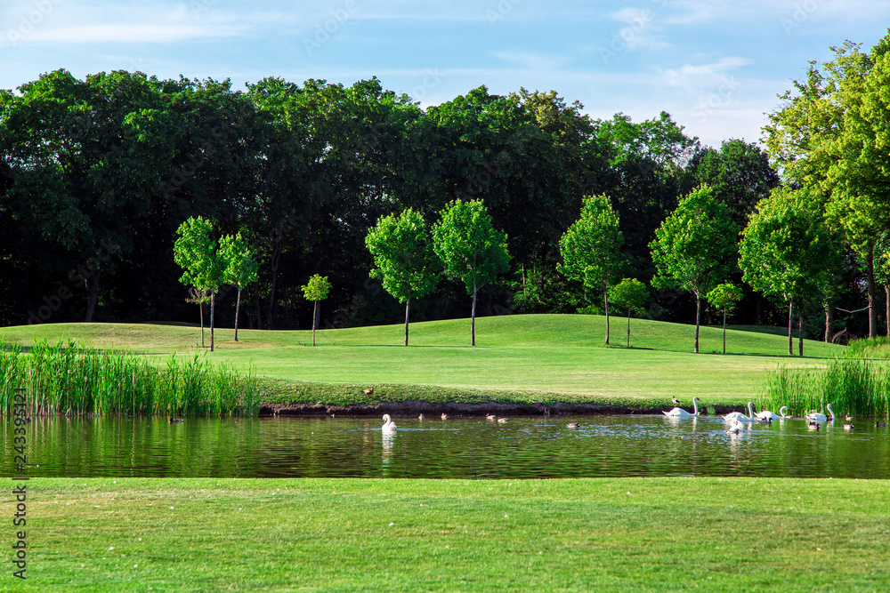 Obraz premium a lake with floating birds in the water, a pond with ducks and swans around the reeds and a green lawn in the background are deciduous trees.