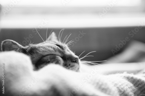 cat, cute, animal, pet, feline, kitten, kitty, adorable, black and white, white, relax, comfortable, rest, domestic, lying, resting, ginger, fur, young, sleep, sleeping, funny, soft, nap, lovable