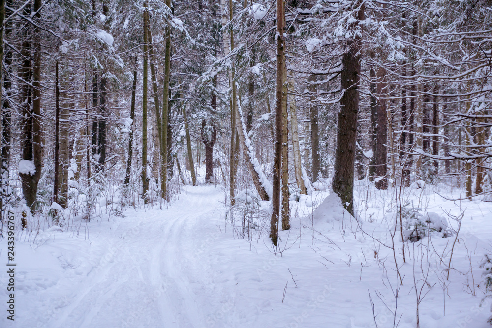 ski run in the winter forest
