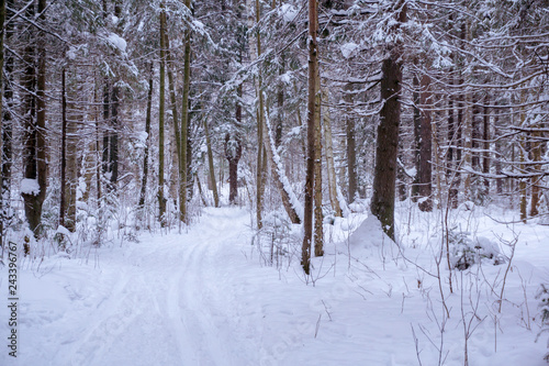 ski run in the winter forest © Evgeny