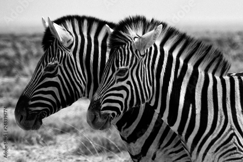Pair of zebras